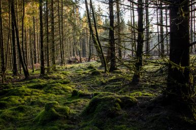 Wald in Kleinenberg | Tobias Kreutzmann